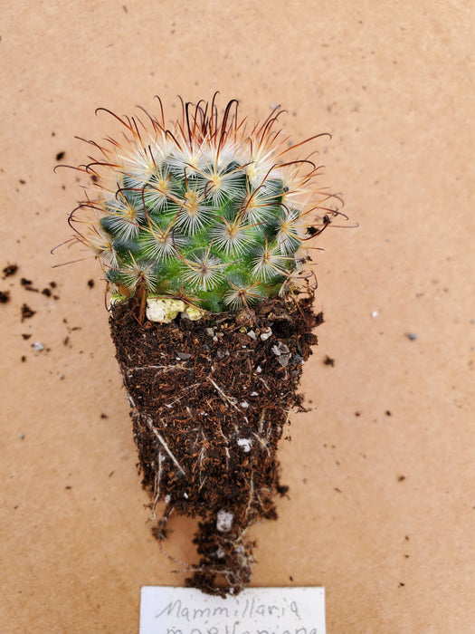 Mammillaria Moelleriana