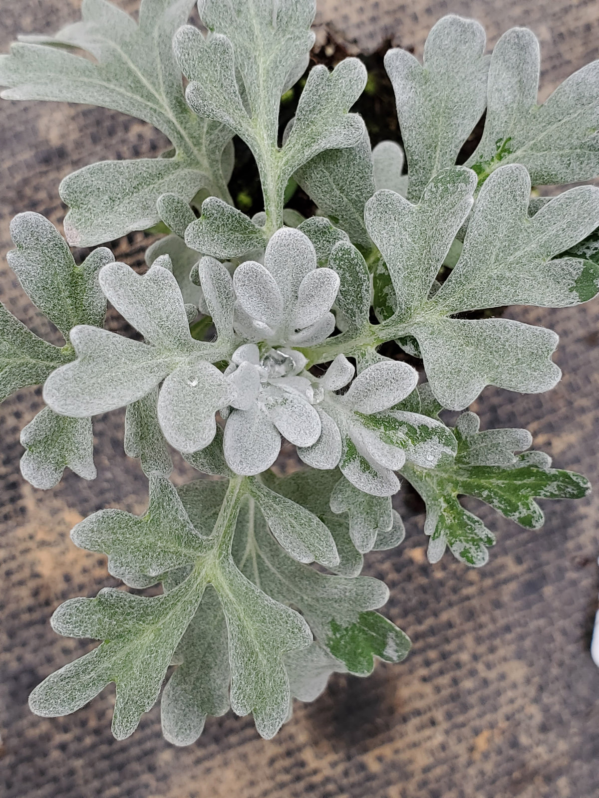 Artemisia Silver Brocade — Gingers greenhouse