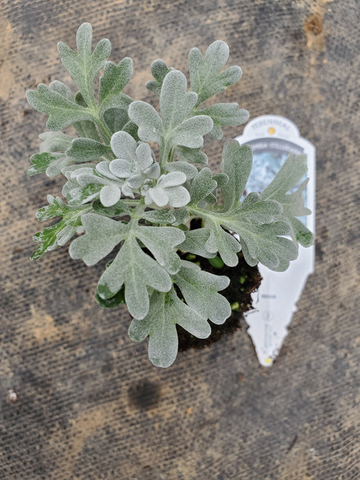 Artemisia Silver Brocade — Gingers greenhouse