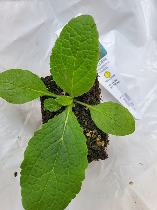 Verbascum Southern Charm