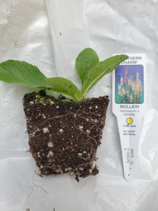 Verbascum Southern Charm