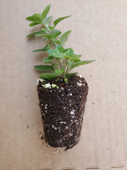 supreme plant pot Oregano Supreme — Gingers greenhouse