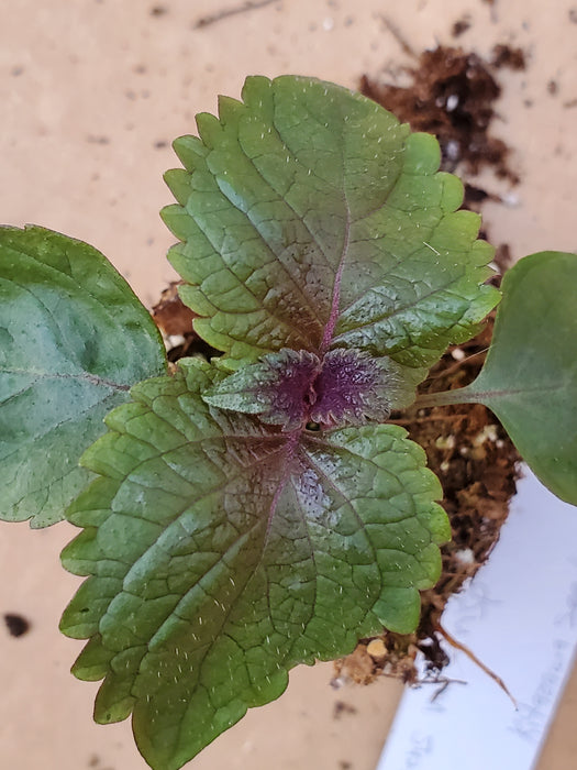 Perilla frutescens var Crispa