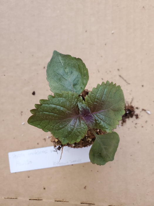 Perilla frutescens var Crispa