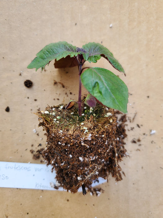 Perilla frutescens var Crispa