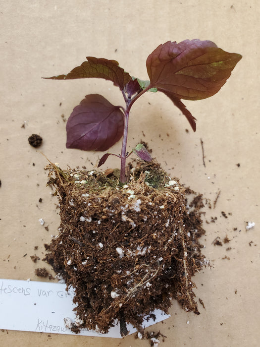 Perilla frutescens var Crispa