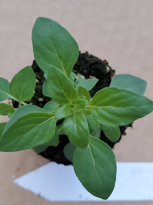 Clinopodium thymifolium