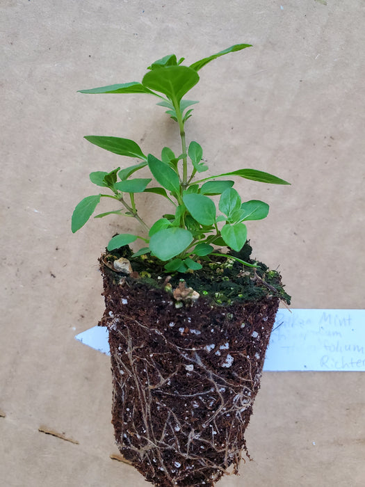 Clinopodium thymifolium