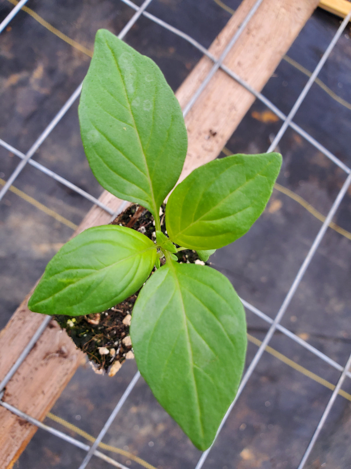 Basil Sweet Dani Lemon — Gingers greenhouse