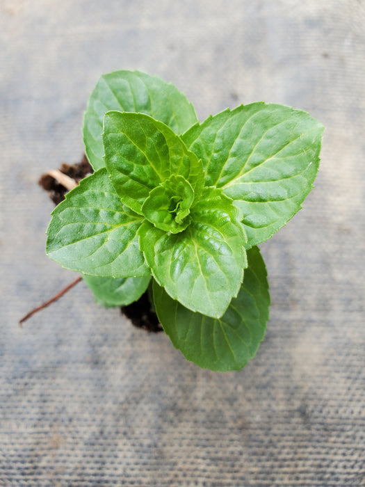 Mint Lemon Bergamot