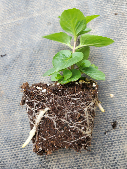 Mint Lemon Bergamot