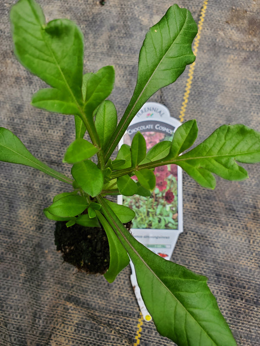 Chocolate Cosmos