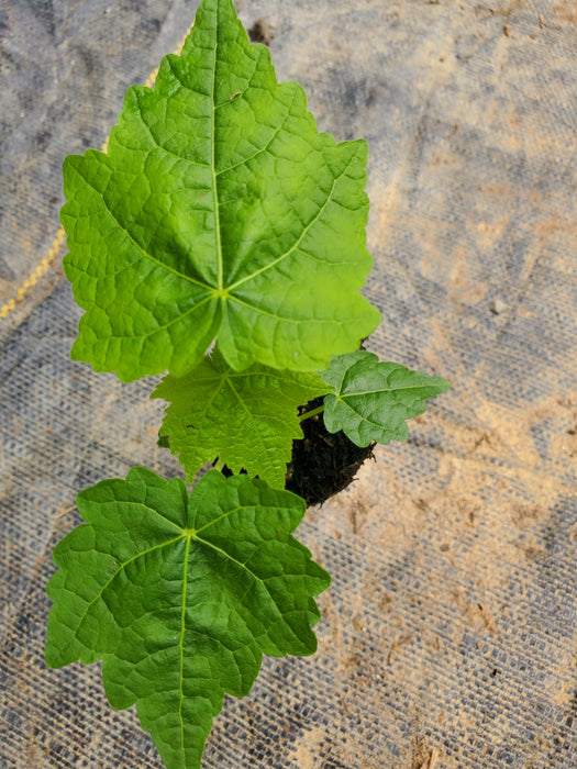 Abutilon Giant Hybrids