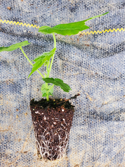 Abutilon Giant Hybrids