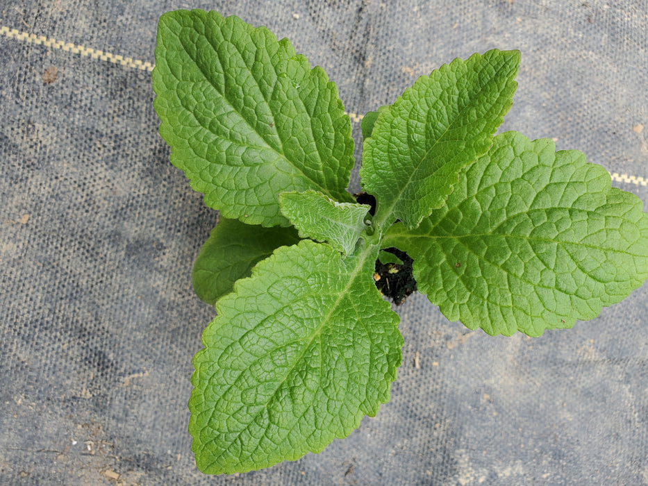 Digitalis Candy Mountain Rose
