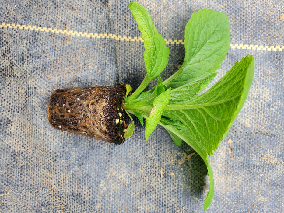 Digitalis Candy Mountain Rose