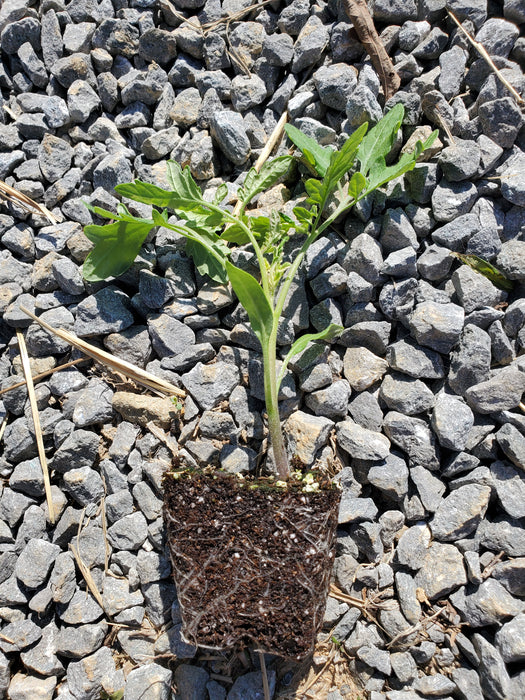Tomato Shimofuri Variegated