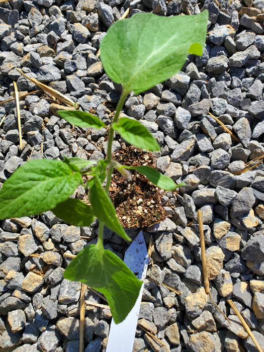 Tomato Japanese Trifele Black