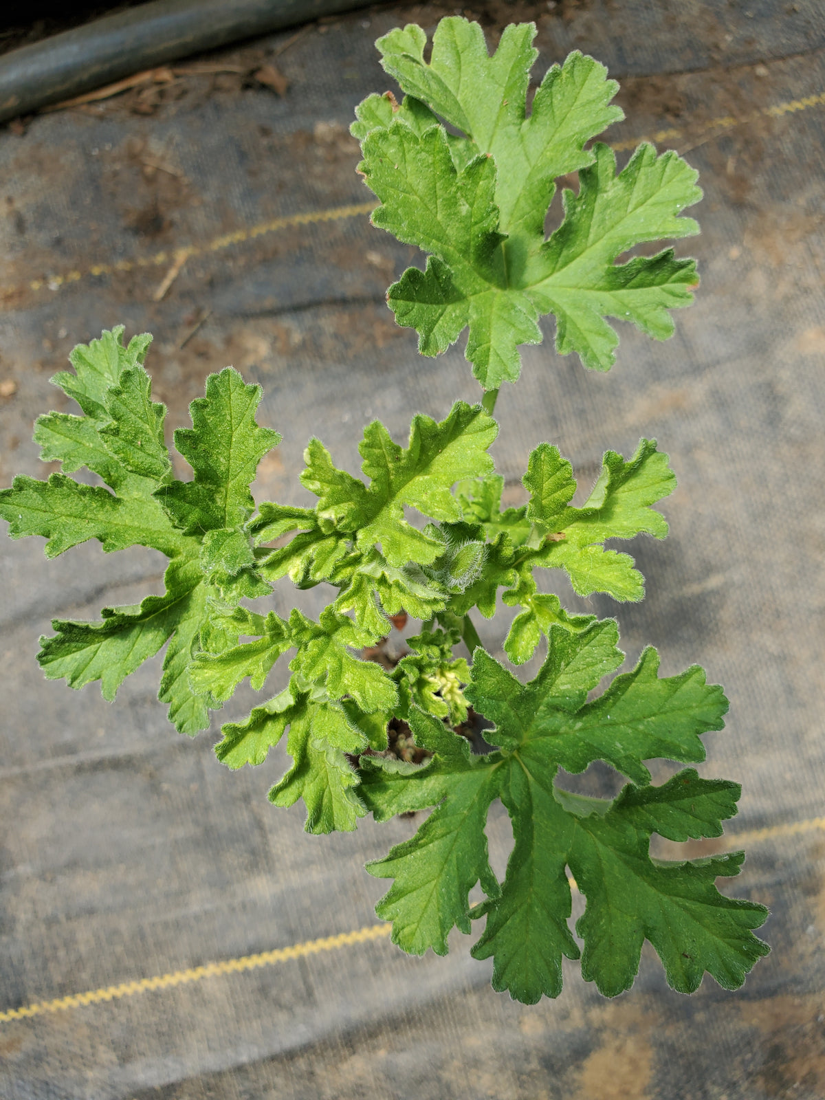 Scented Geranium Peacock — Gingers greenhouse