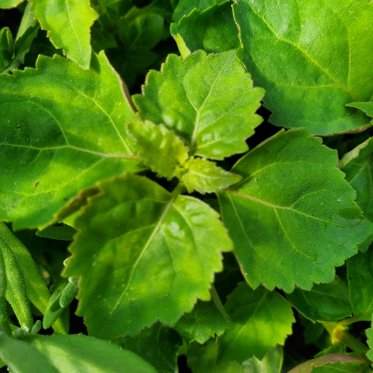 patchouli indoor plant Patchouli — Gingers greenhouse