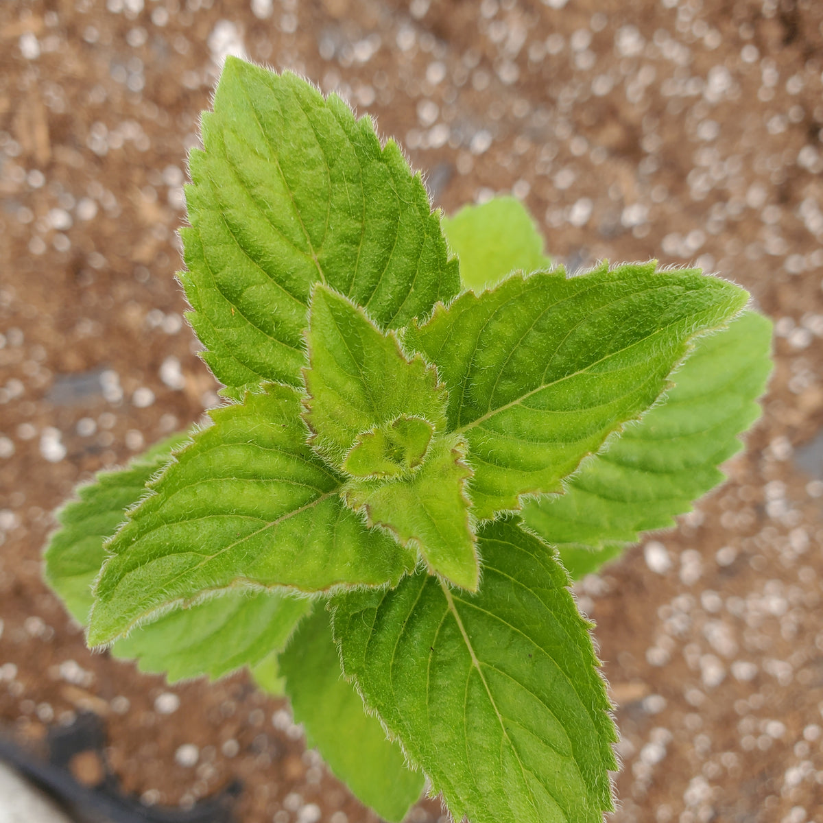 Fruit Mint — Gingers greenhouse