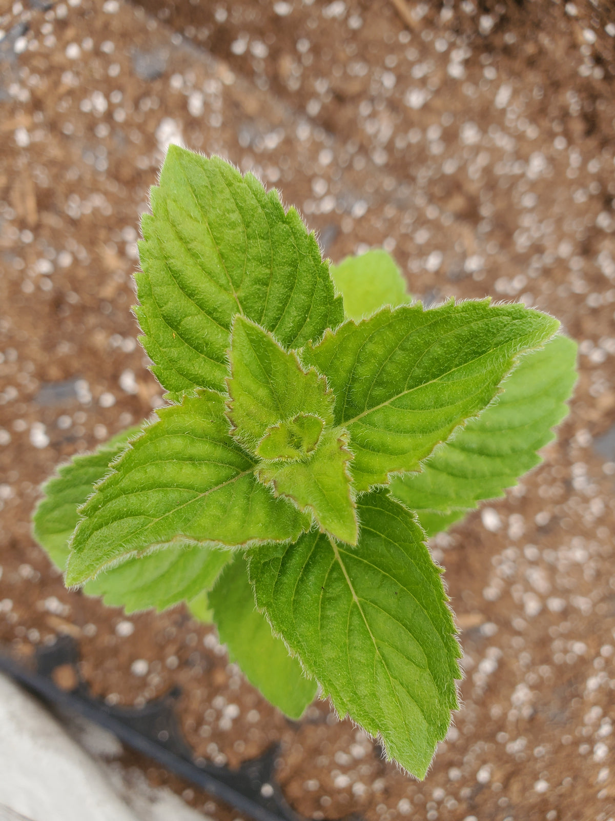 Fruit Mint — Gingers greenhouse