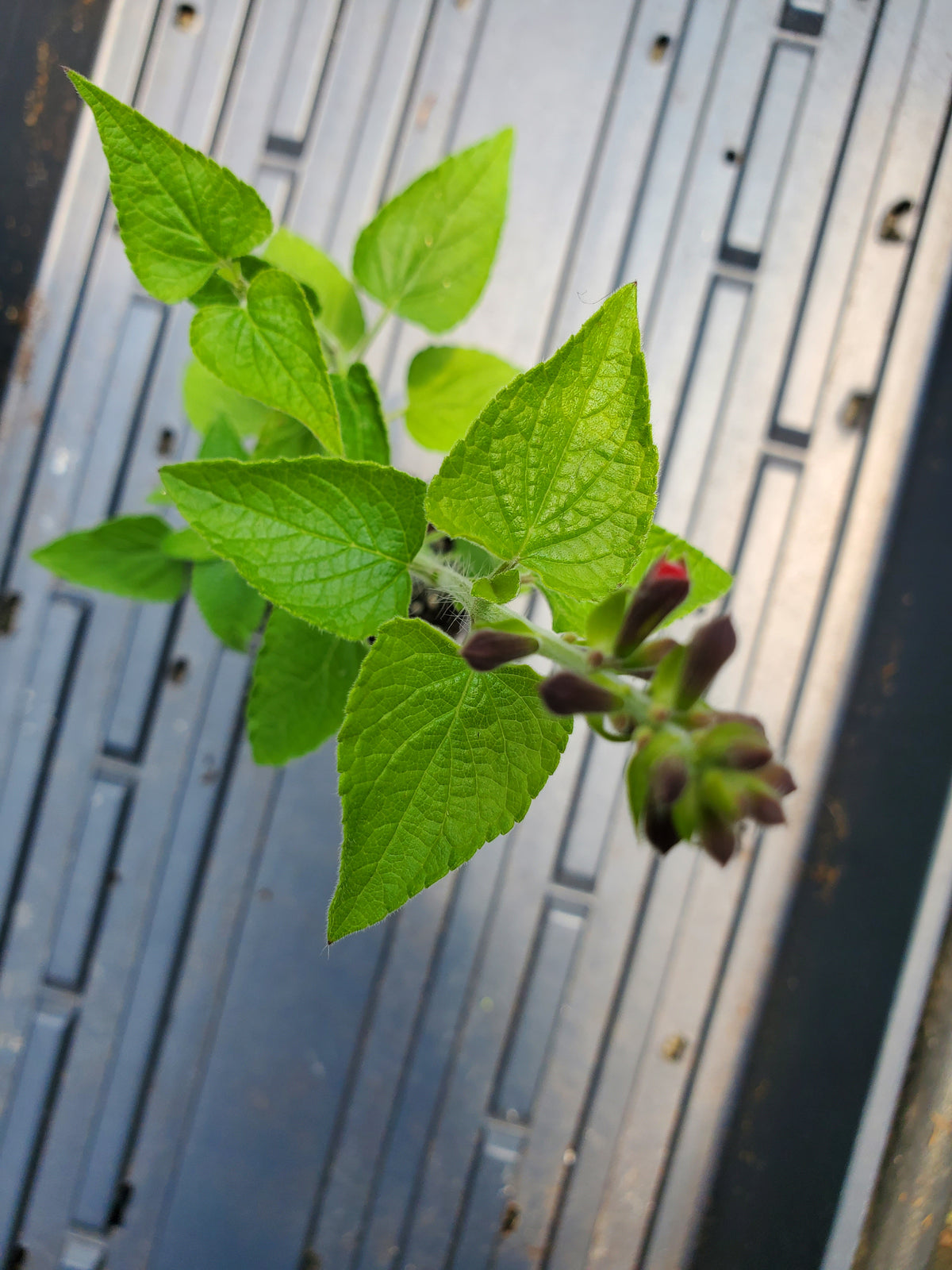 Cardinal Sage — Gingers greenhouse