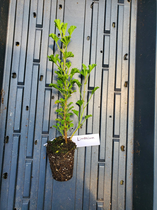 Pelargonium Limoneum