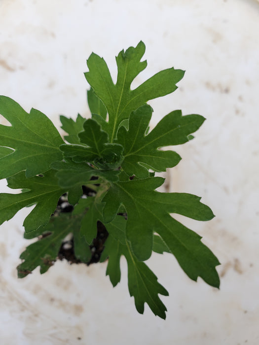 Alexa White Chrysanthemum