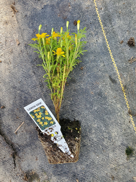 Marigold Lemon Gem