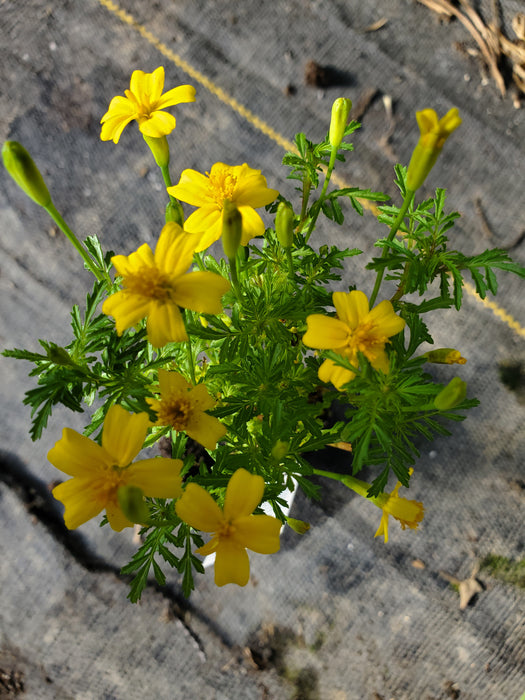 Marigold Lemon Gem
