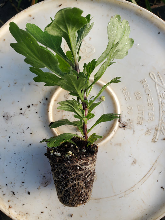 Tabitha Scarlet Chrysanthemum