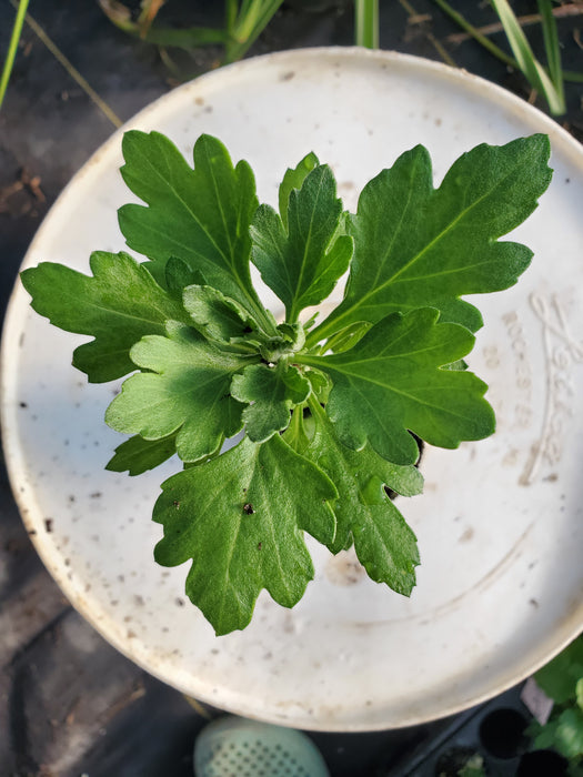Miranda Orange Chrysanthemum