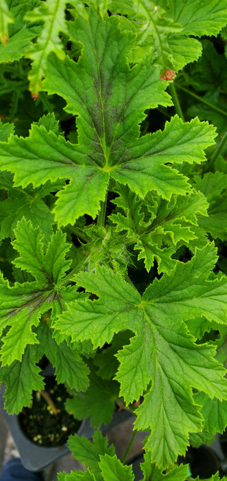 Pelargonium Orsett