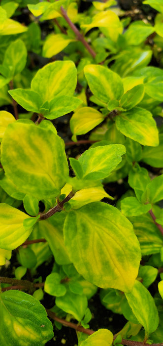 Mint Emerald and Gold