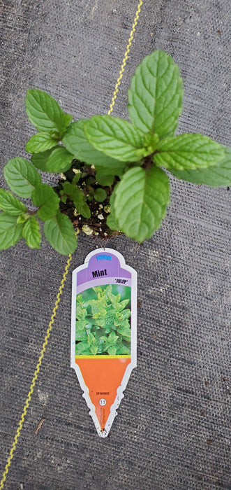 Mint Julep