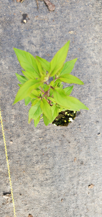 Pycnanthemum Malcolm Vidrine