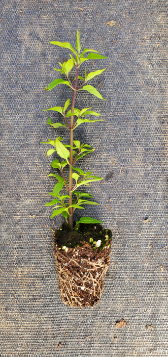 Pycnanthemum Malcolm Vidrine