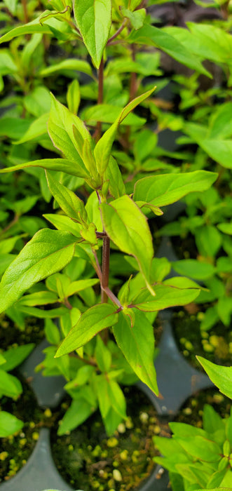 Pycnanthemum Malcolm Vidrine