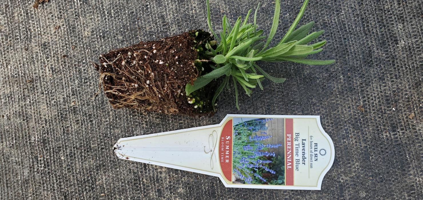 Lavender Big Time Blue