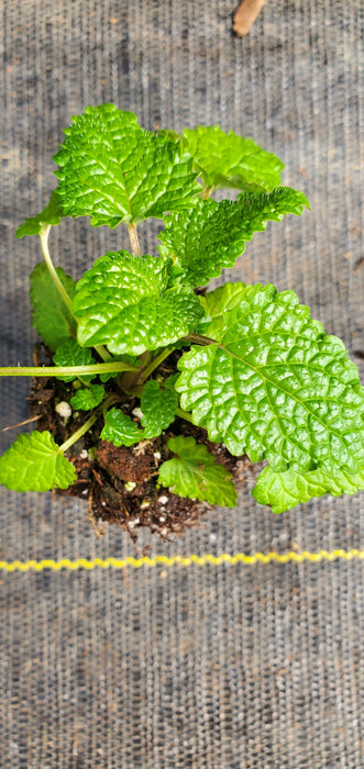 Lemona Melissa officinalis