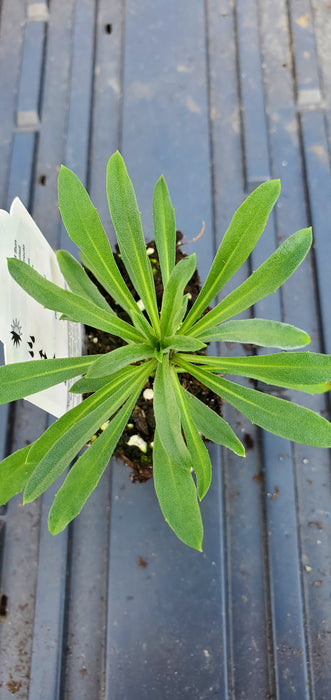 Erysimum Bowles Me Away