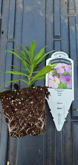 Erysimum Bowles Me Away