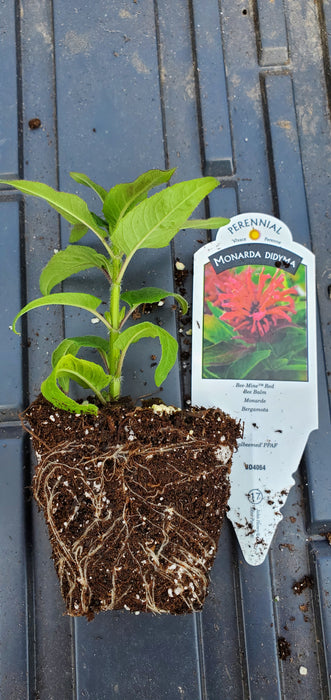 Monarda Bee-Mine Red