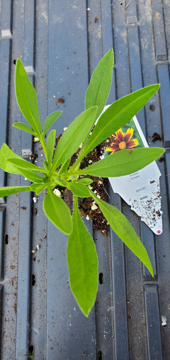 Coreopsis Golden Stardust