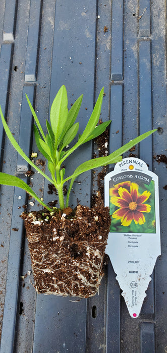 Coreopsis Golden Stardust