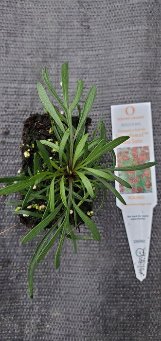 Coreopsis Permathread Red Satin