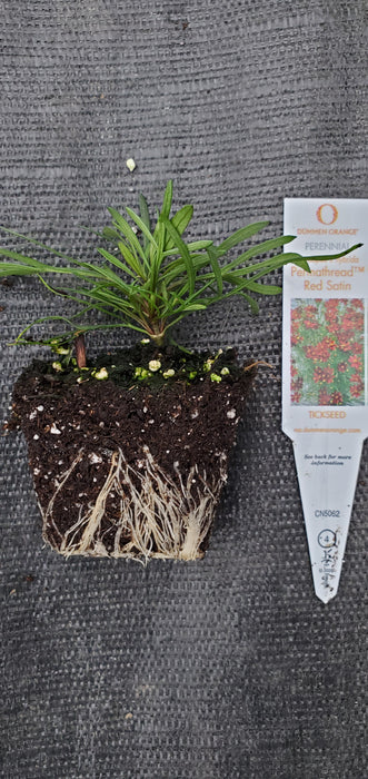 Coreopsis Permathread Red Satin