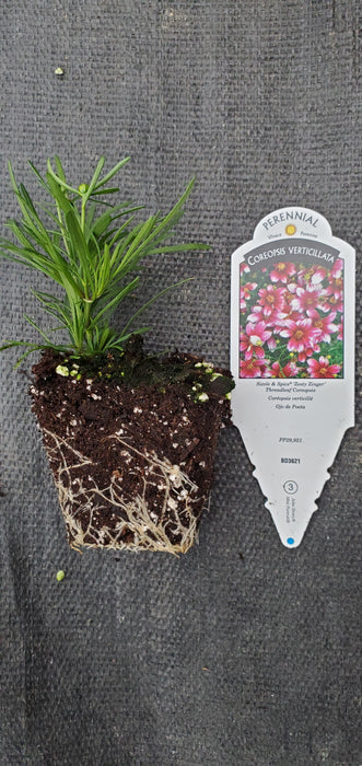 Coreopsis Sizzle &Spice Zesty Zinger