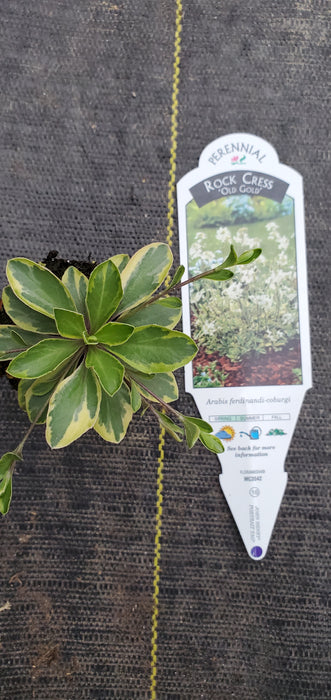 Arabis Old Gold